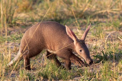 Aardvark Nature Travel Africa