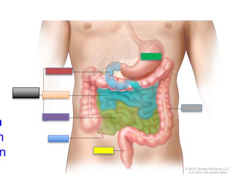 6 Peritoneal Cavity And Abdominal Viscera Flashcards Quizlet