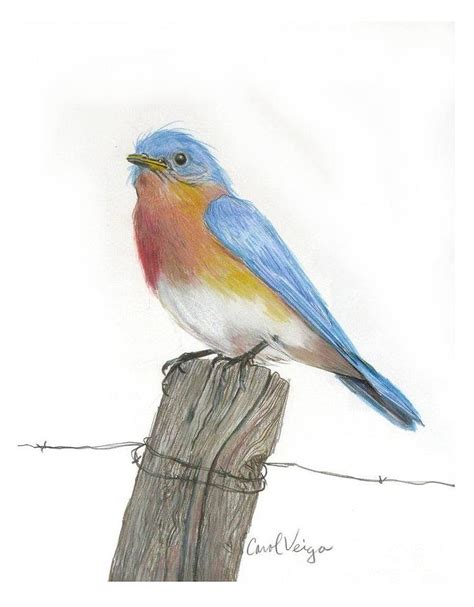 Eastern Blue Bird Drawing by Carol Veiga