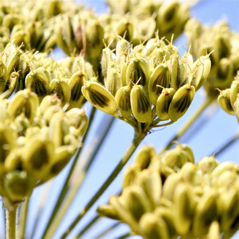 Removal of Giant Hogweed | Environet UK