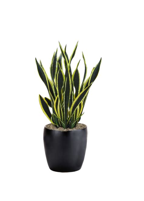 Sansevieria Black Gold Phillip S Interior Plants Displays