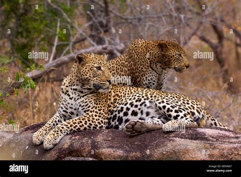 A Pair Of Leopards Panthera Pardus Relaxing After Mating In Londolozi Sabi Sand South