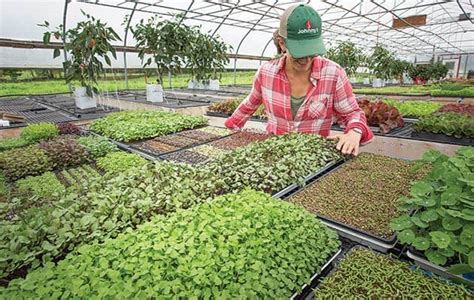 Growing Microgreens in a Greenhouse - Greenhouse Info