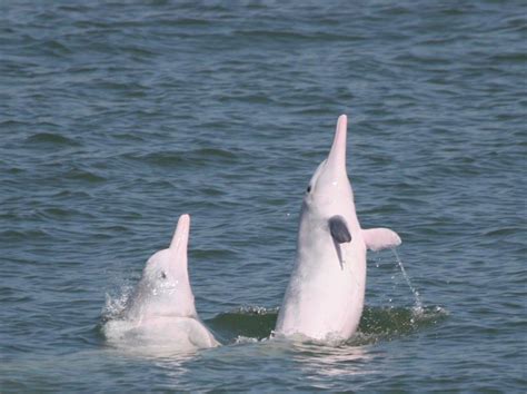 Chinese white dolphin: Latest News and Updates | South China Morning Post