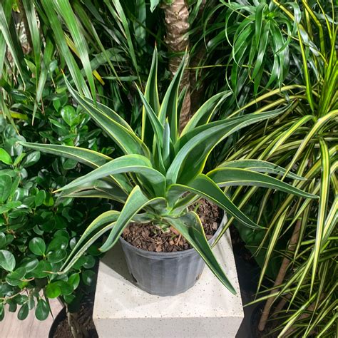 Variegated Agave | Agave deserti 'Variegata' in a 10 inch pot – Promise