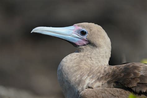 Dsc P Red Footed Booby Julene Bailie Flickr