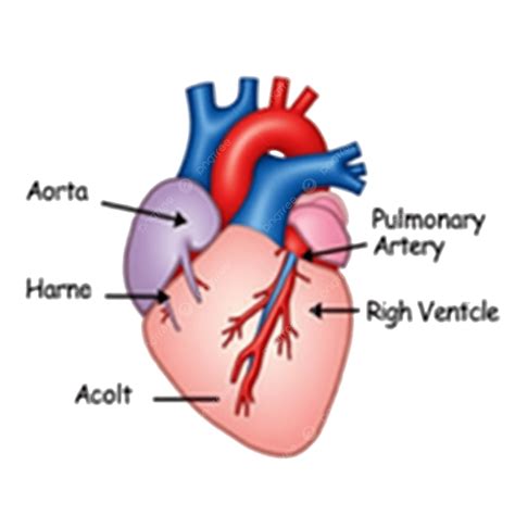 labeled human heart diagram showing chambers arteries  veins human