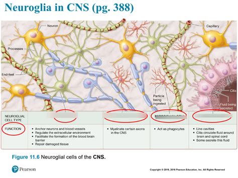 Neuroglia In Cns Types Diagram Quizlet