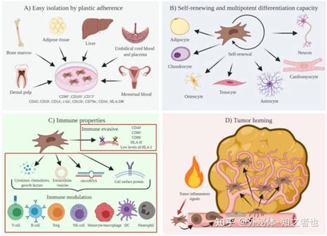 干货分享 间充质干细胞MSCs工程化外泌体在疾病治疗领域的应用和发展 知乎