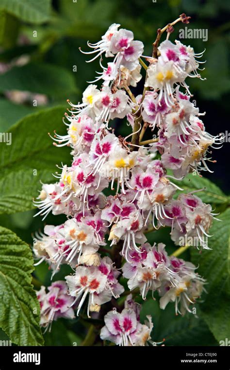 Common Horse Chestnut Aesculus Hippocastanum Inflorescence In Closeup