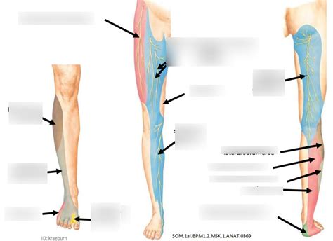 Summary Of Cutanous Nerves Of Lower Limb Diagram Quizlet