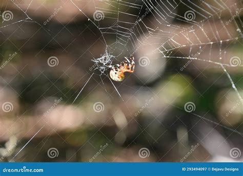 Orbweaver Spider Creeping Along His Web Stock Image Image Of Complex