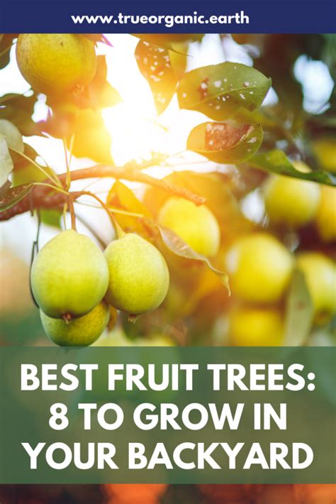 Best Fruit Trees For Your Home Garden True Organic