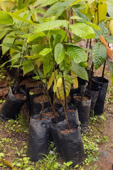 Cocoa Tree Seedlings, Prepared for Planting in an Ecological Plantation ...