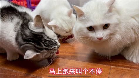 小猫听到厨房有异响，马上跑过来叫，看看主人偷偷干什么 Youtube