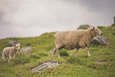 Side View Of Sheep And Lamb Walking On Field Against Sky Photograph By