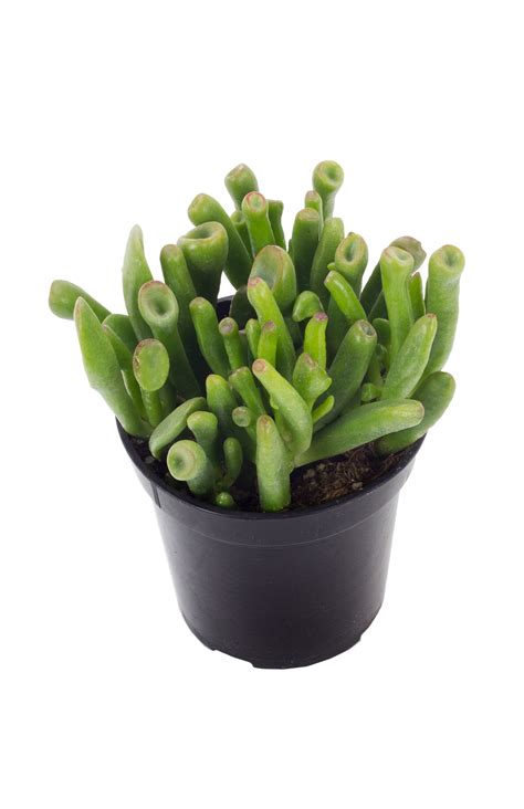 Crassula ovata ‘Gollum’ – Altman Plants