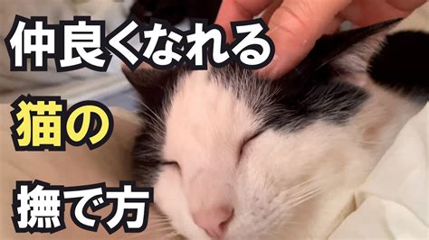 猫が喜ぶ撫で方！これであなたも猫にモテモテ！ Youtube