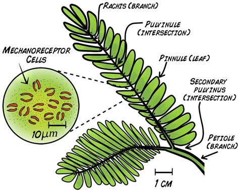 Sensitive Mimosa Pudica Electrophysiology | Mimosa, Plant leaves, Plants