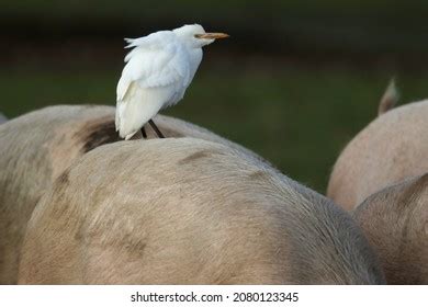 Western Cattle Egret Images Stock Photos Vectors Shutterstock