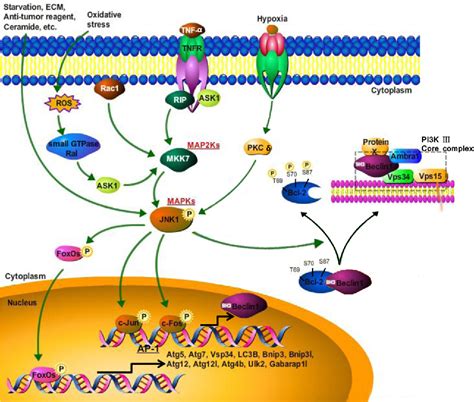 Figure 1 From MAPK JNK Signalling A Potential Autophagy Regulation