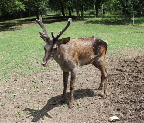 Caspian Red Deer Facts Diet Habitat And Pictures On Animaliabio