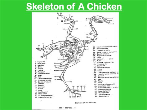 Ppt Comparative Skeletal Systems And External Anatomy Of Livestock And
