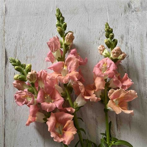 Snapdragon Chantilly Mix Small Nourish Gardens