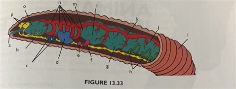 Apologia Biology Rd Edition Module Invertebrates Part I Diagram