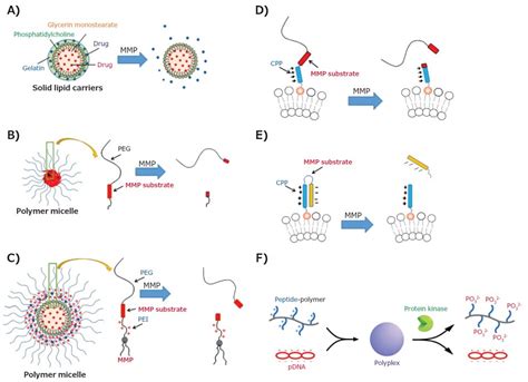 Nanoparticle Drug Gene Delivery For Tumor Targeting