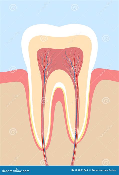 Tanddoorsnede Anatomie Medische Illustratie Vector Illustratie