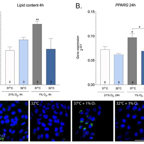 Lipid Content A And PPARG Gene Expression B Under Mild Hypothermia