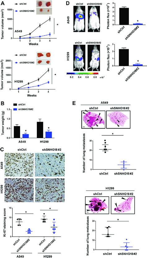 Snhg18 Depletion Restrains Tumorigenesis And Metastasis Of Nsclc Cells Download Scientific