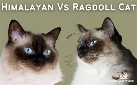 Ragdolls vs. Himalayan Cats, What's the Difference?