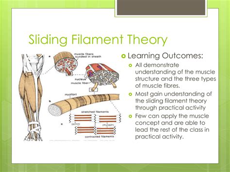 Sliding Filament Diagram