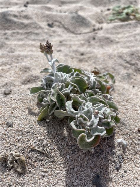 Xantus Snake Cotton From La Paz Baja California Sur Mexico On March