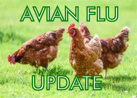 Avian Flu Update April 2023 Birmingham And District Allotment Cooperative