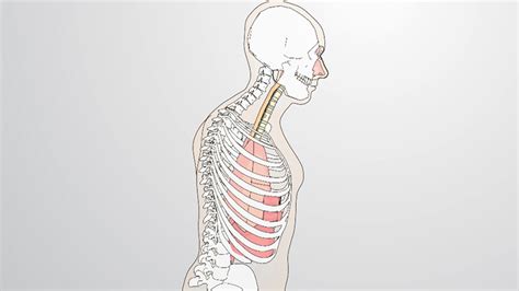 Intercostal Muscles and Mechanism of Breathing - Concept | Biology | JoVe