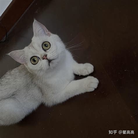 瘦，变瘦！猫咪银渐层越来越瘦！ 知乎