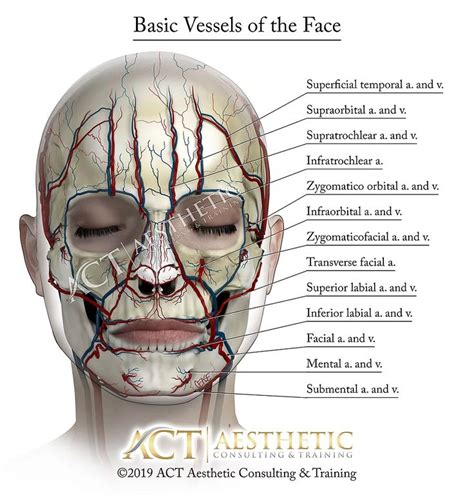 Basic Vessels Of The Face Artbykevincease Facial Muscles Anatomy