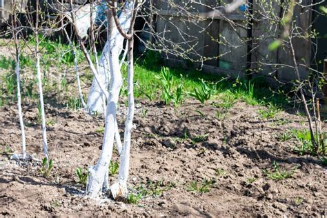 Whitewashing Fruit Trees Trunks As Method Of Protection From Heat And