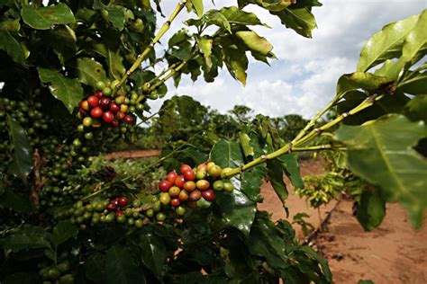 Safra de café em 2016 deve ser a segunda maior da história estima Conab