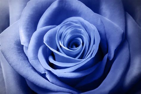 La Rosa Azul Su Significado Y Su Símbolo De Rareza verdad y alma