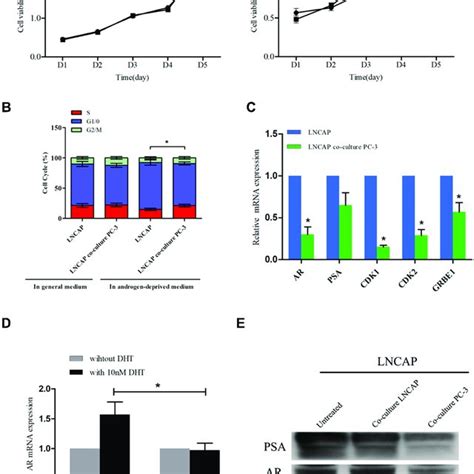 Hmox Enhances Androgen Independent Behavior In Lncap Cells A