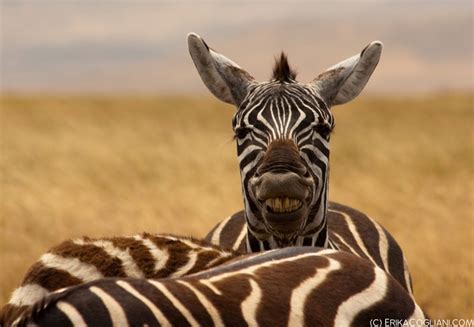 That Is One Happy Zebra Zebra Animals Giraffe