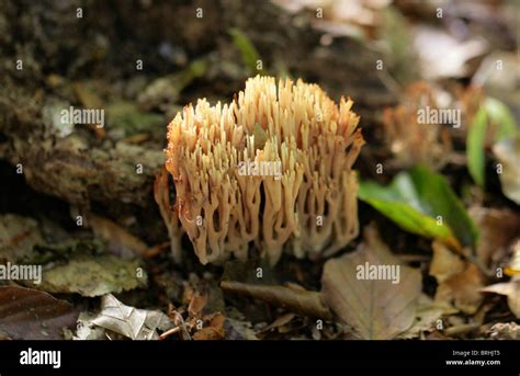 Upright Coral Fungus Ramaria Stricta Ramariaceae Stock Photo Alamy