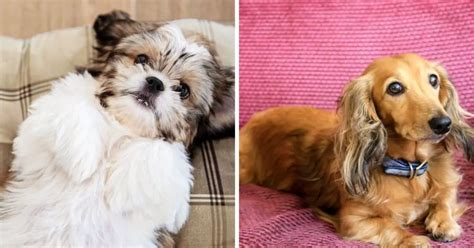 Shih Tzu Dachshund Mix: Characteristics And Care Best Guide 2024 - Dog Fluffy