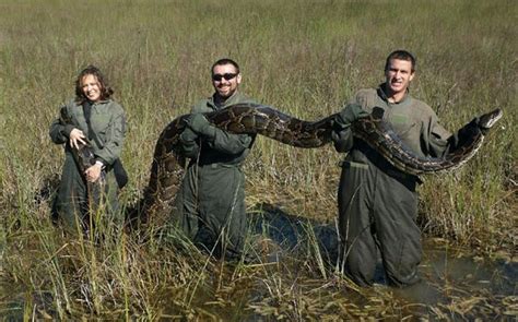 Burmese Python and Other Invasive Species Wrecking the Ecosystem