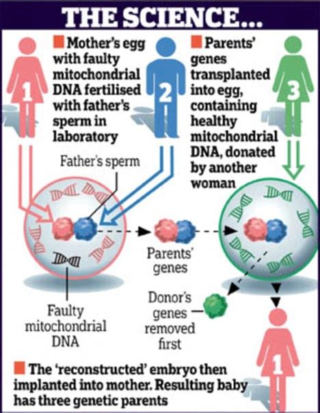 PICTURE BUGS The First Baby With Three Biological Parents