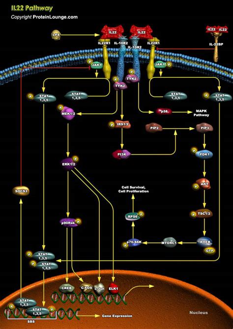 Biological Databases And Tools